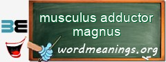 WordMeaning blackboard for musculus adductor magnus